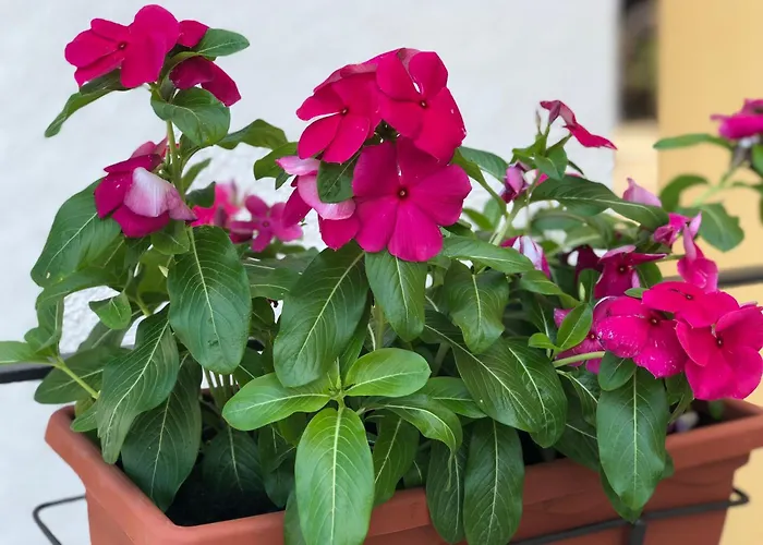 Nocleg ze śniadaniem Adele