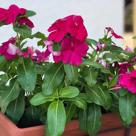 Bed & Breakfast Adele